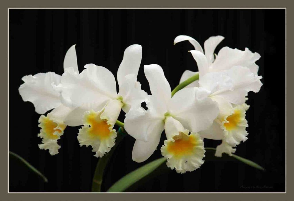 White Cattleya